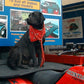 Burgess Dog Mat D Shape 1250x750x15mm