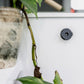 Quad Lock Adhesive Wall Mounts - Twin Pack